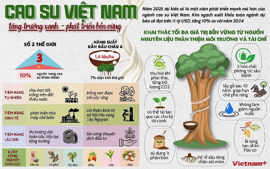 Cao su Việt Nam: Giá trị bền vững từ nguồn nguyên liệu thân thiện với môi trường